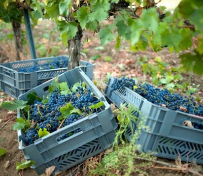 Málaga.- La Diputación volverá a reconocer a los mejores vinos de la provincia con su Premio Sabor a Málaga