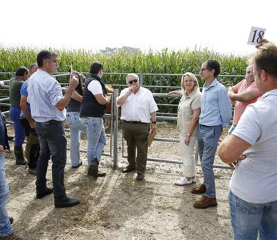 ‘Airosa’, por 2.000 euros, marca el techo de la subasta de ganado tudanco y monchino del Gobierno cántabro