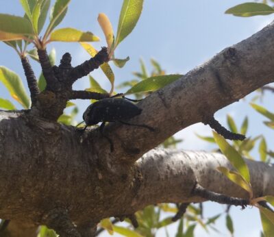 La Junta regula el tratamiento contra el gusano cabezudo del almendro en Producción Ecológica