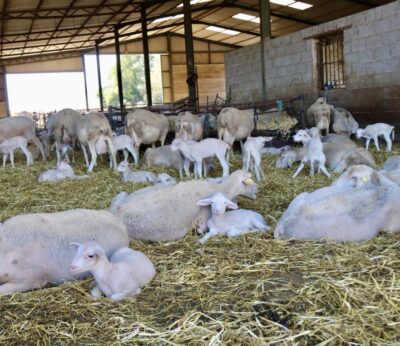 El PSOE critica que las vacunas contra la lengua azul en Extremadura llegan «tarde» y son «insuficientes»