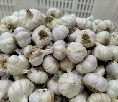 Los productores de ajo reclaman medidas ante la «situación límite» del sector