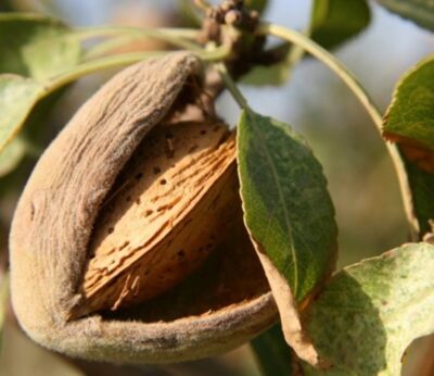 Almería.-El Gobierno eleva a 4,3 millones las ayudas a más de 2.600 productores de frutos de cáscara por la sequía