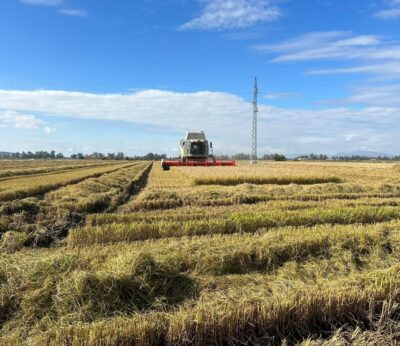 El Observatorio de Precios se actualiza con los estudios de la UEx sobre costes de producción de arroz y aceituna