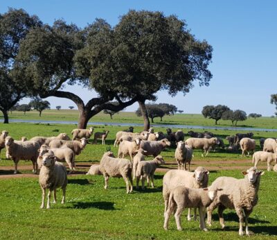 La Junta ha comprado más de 9 millones de dosis de vacuna de todos los serotipos contra la lengua azul en Extremadura