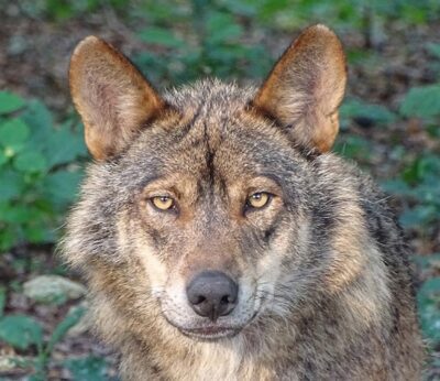 Rural.- Asturias autoriza abatir lobos en cacerías programadas para controlar daños al ganado