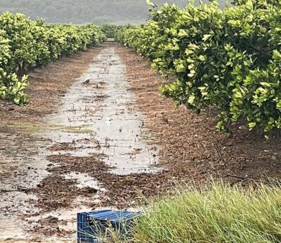 AVA-Asaja muestra su «preocupación» por las consecuencias de las fuertes lluvias en el cultivo