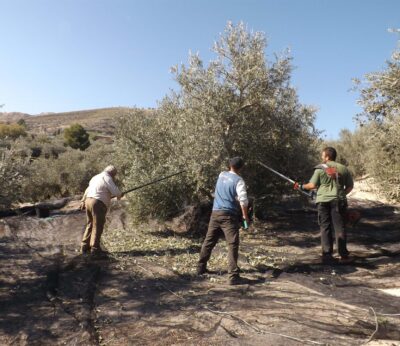 Jaén.- El subdelegado apela a la colaboración ciudadana para fortalecer la seguridad en la próxima campaña de aceituna