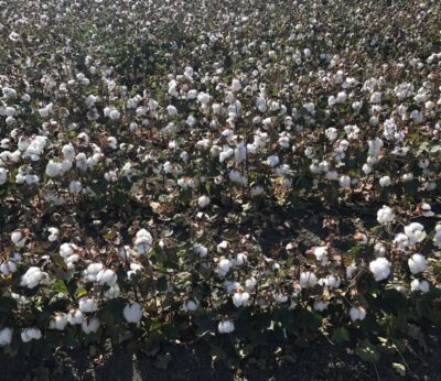 Córdoba.-Asaja señala que la campaña del algodón comienza con «una nueva reducción de superficie» y «bajos rendimientos»