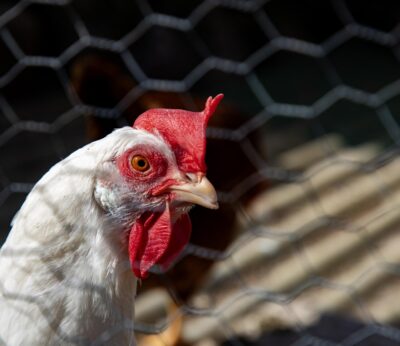 El brote de gripe aviar en una granja de Valdemoro preocupa al Gobierno regional
