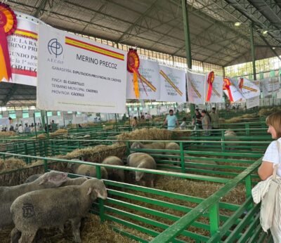 La ganadería Merino Precoz de la Diputación de Cáceres vuelve a mostrar su excelencia en la Feria de Zafra
