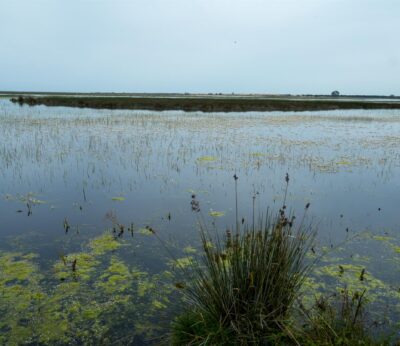 Un total de nueve proyectos son seleccionados en la convocatoria para la mejora ambiental de Doñana