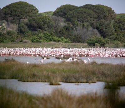 El Consejo de Ministro aprueba la convocatoria de ayudas de renaturalización del entorno agrícola de Doñana