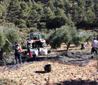 Asaja C-LM pide a la Delegación del Gobierno que facilite la contratación de mano de obra extranjera para la aceituna