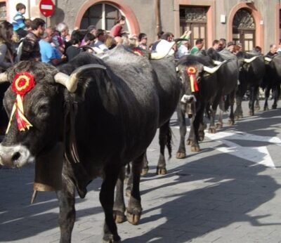 La Olimpiada del Tudanco reunirá a 700 reses este domingo en Cabezón de la Sal