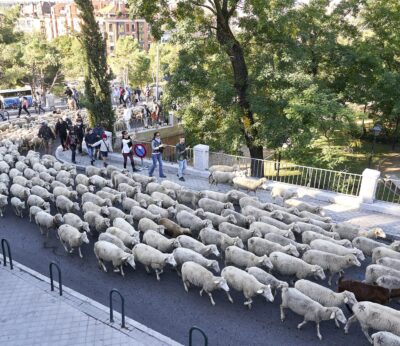 Rebaños de ovejas tomarán el corazón de Madrid el domingo 19, de Casa de Campo a Cibeles, con la Fiesta de Trashumancia
