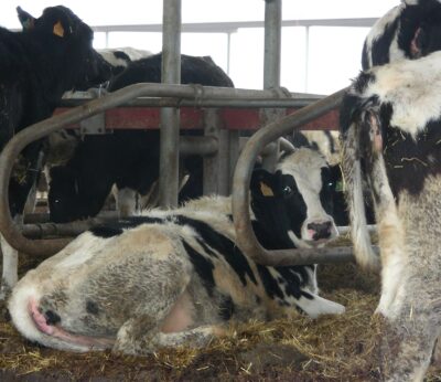 Aragón solicita reforzar las precauciones para evitar la Dermatosis Nodular Contagiosa