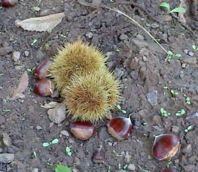 Málaga.- La campaña de la castaña en el Valle del Genal mejora gracias a las lluvias otoñales