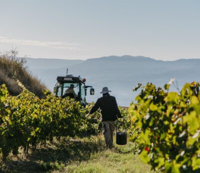 Agro.- Familia Torres finaliza la vendimia en Catalunya con la variedad ancestral pirene