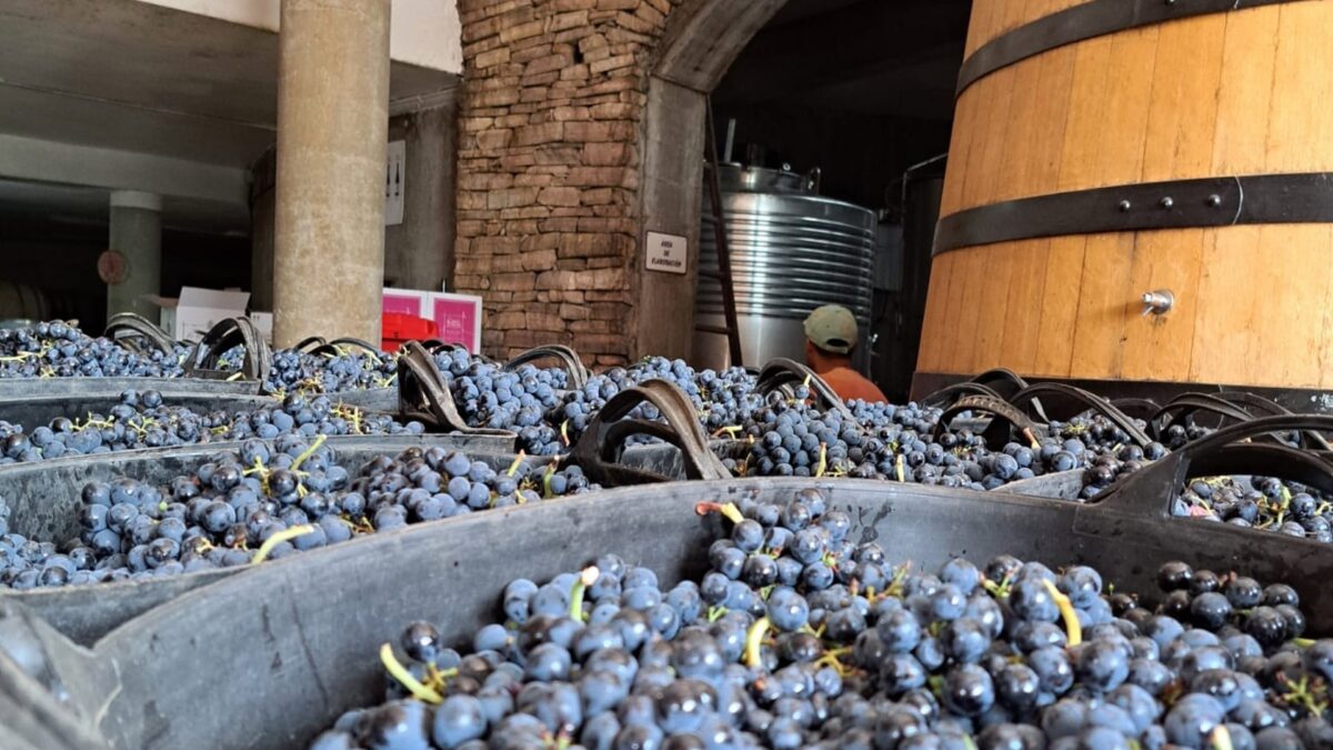 Concluye la vendimia en la DO Bierzo con 10 millones de kilos, un 34% ...