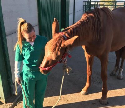 Las ayudas al sector equino para la cría, selección y doma de caballos de silla se pueden solicitar desde este jueves