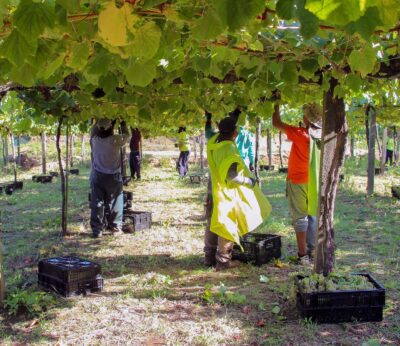 Rural.- Rías Baixas cierra la mayor vendimia de su historia con 47,5 millones de kilos de uva, un 12,7% más