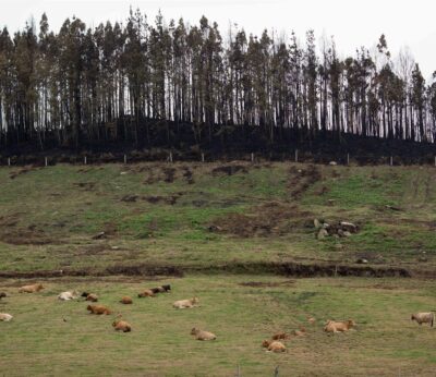 Rural.-La Xunta dice que no aumentarán eucaliptos tras denunciar BNG una «seudomoratoria» para «Ence, Altri y Navigator»