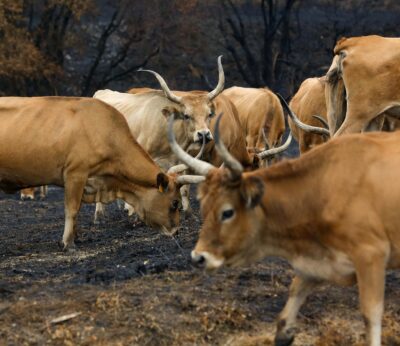Rural.- La Xunta refuerza las medidas preventivas frente a la dermatosis nodular contagiosa