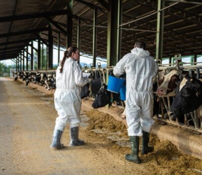 Agro.- Restringido el movimiento de vacuno en Osona (Barcelona) por una sospecha de caso de DNC