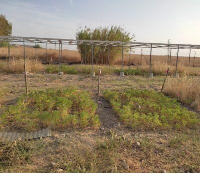 Córdoba.- La UCO investiga el potencial de una leguminosa resistente a la sequía como forrajera para la dehesa