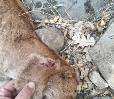 Ganaderos de la Sierra Norte de Guadalajara alertan de que prosiguen los ataques del lobo a su ganado