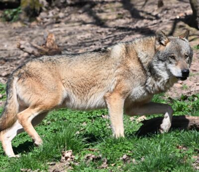 Cantabria inicia el pago por servicios ambientales a 858 ganaderos de áreas con presencia de lobo