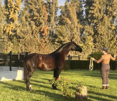 Huelva.- El Rocío acoge el Certamen Hispano-árabe 2025 con la participación de 40 ganaderías de toda España