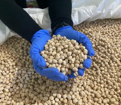La producción de la IGP ‘Garbanzo de Escacena’ cae un 63% por las lluvias del primer cuatrimestre