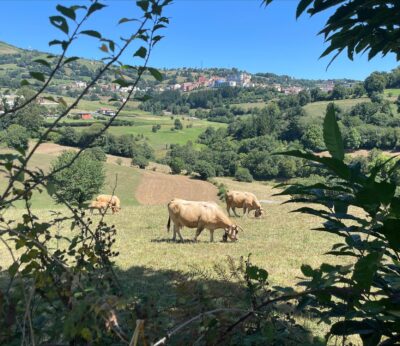 Rural.- El PP pide «establecer un escudo de protección integral e inmediato» frente a la Dermatosis Nodular