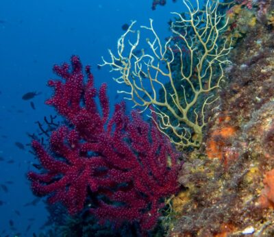 El Gobierno inicia una campaña para analizar el fondo marino de las Pitiusa