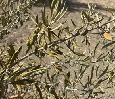 Jaén.- COAG alerta de que hay olivares de secano «agonizando» y de riego con menos kilos de los esperados