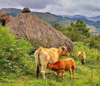 Rural.- El mercado Siero funcionará los jueves para ganado joven nacido en Asturias durante su cierre temporal