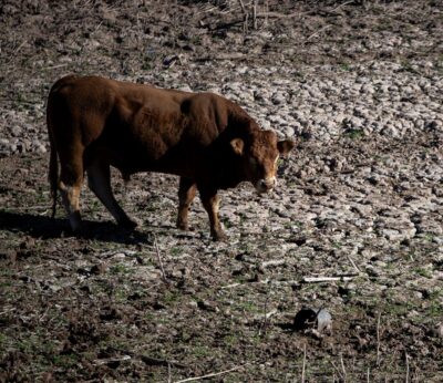 Agro.- Un ganadero de Girona afectado por la DNC: «El trabajo de tres generaciones está en peligro»