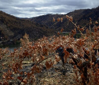 Rural.-La Xunta organiza el martes en O Barco de Valdeorras una jornada sobre recuperación de viñedos tras los incendios