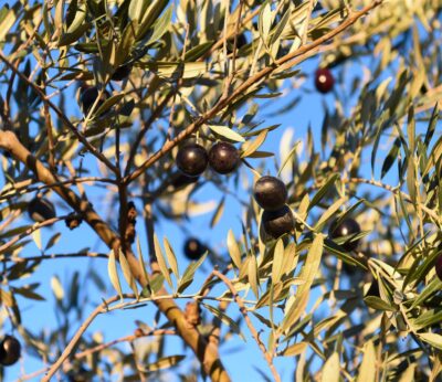 Agricultura publica la norma de comercialización del aceite de oliva para la campaña 2025-2026