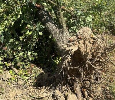 Abierto un plazo de diez días para pedir ayudas contra fuego bacteriano y fomentar buenas prácticas en cultivo de pera