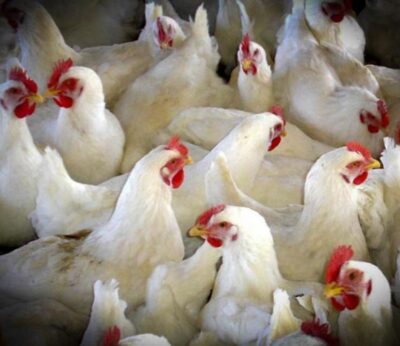 Agricultura adopta medidas para prevenir la introducción de la influenza avuar en explotaciones avícolas