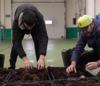 El erizo de mar se podrá pescar en Cantabria en Liñera, Comillas, La Maruca y La Arnía