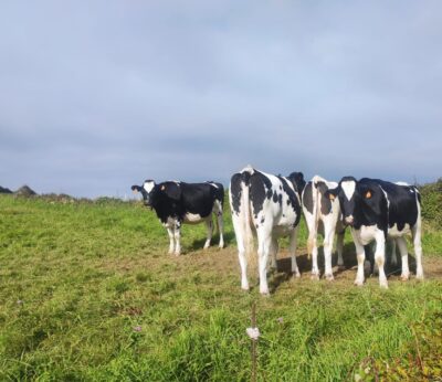 Cantabria suspende hasta fin de año todas las ferias ganaderas y endurece medidas por la Dermatosis Nodular Contagiosa