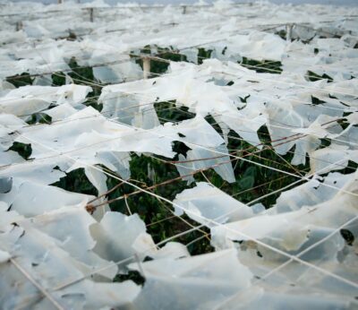 Almería.-La agricultura bajo plástico consigue recuperar su productividad tras la fuerte dana de granizo de hace un año