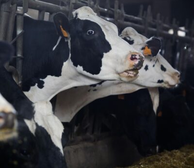 Rural.- Medio Rural urge al Gobierno a defender ante la UE una vacuna ante la dermatosis nodular