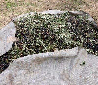 UPA celebra la nueva norma de comercialización del aceite de oliva y estima que este año se venderá todo