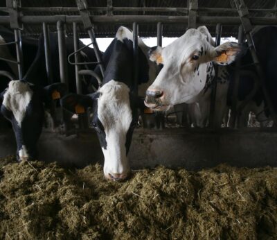 Rural.- Galicia no está en zona de vacunación de dermatosis nodular al priorizar expertos cercanía a focos de Cataluña