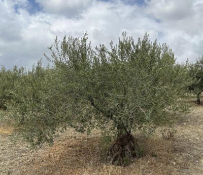 La cosecha de aceituna bajará de forma «notable» por la sequía de septiembre y octubre, según APAG Extremadura Asaja