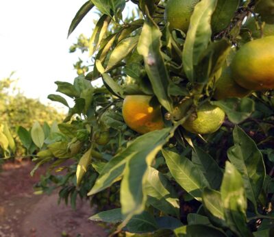 Agro.- La Fcac prevé un 27% menos de cosecha de cítricos por los fenómenos climáticos extremos